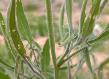Sisymbrium columnae tallo