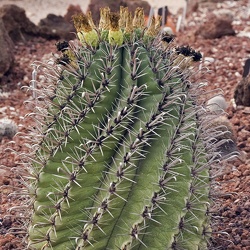 AG - Cactus