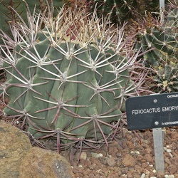 A - Ferocactus emoryi