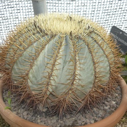 A - Ferocactus glaucescens