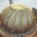 Ferocactus glaucescens