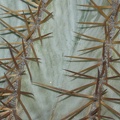 Ferocactus glaucescens 1