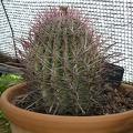 Ferocactus gracilis sb gatesii