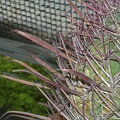 Ferocactus gracilis sb gatesii 1