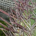 Ferocactus gracilis sb gatesii 2