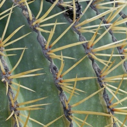 A - Ferocactus histrix