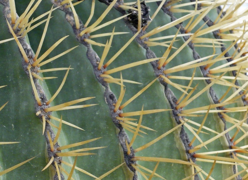 Ferocactus histrix 2