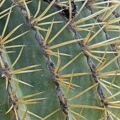 Ferocactus histrix 2