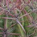 Ferocactus pilosus espinas