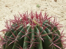 P1060352