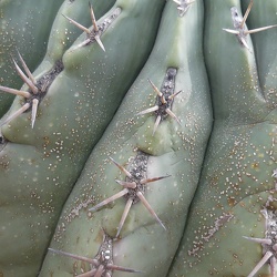 A - Ferocactus pottsii