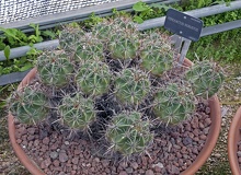 Ferocactus robustus