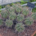 Ferocactus robustus