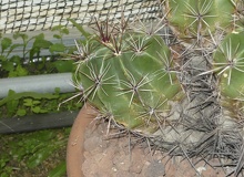 Ferocactus robustus 1