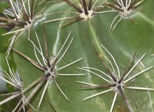 Ferocactus robustus 2