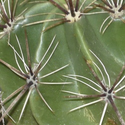A - Ferocactus robustus