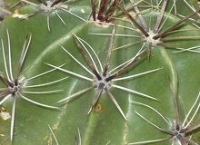Ferocactus robustus 3