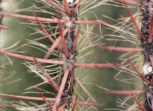 Espinas radiales pelosas