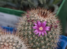 Flor mamillaria