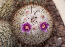 Flores mamillaria 2
