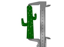 Altura-cactus