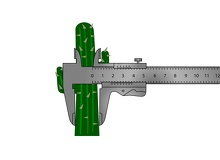 Anchura-cactus