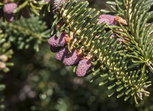 Abies pinsapo microsporofilos