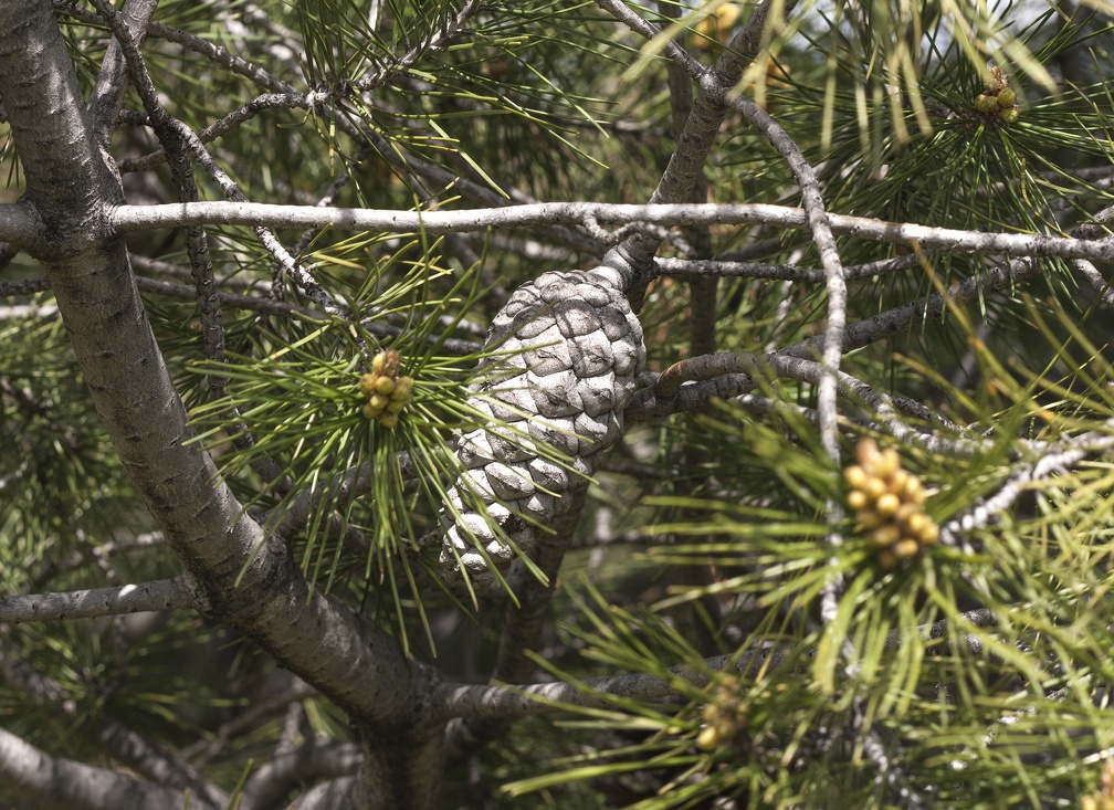 Cono Pinus halepensis