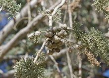 Frutos de madera