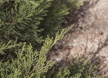 Juniperus horizontalis ramilla