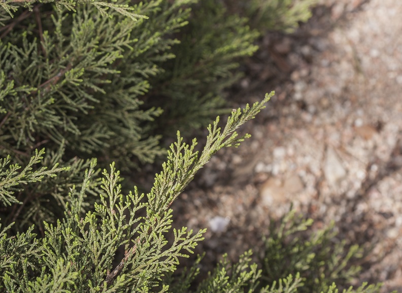 Juniperus_horizontalis_ramilla.jpg