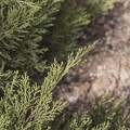 Juniperus horizontalis ramilla