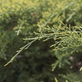 Juniperus media ramilla