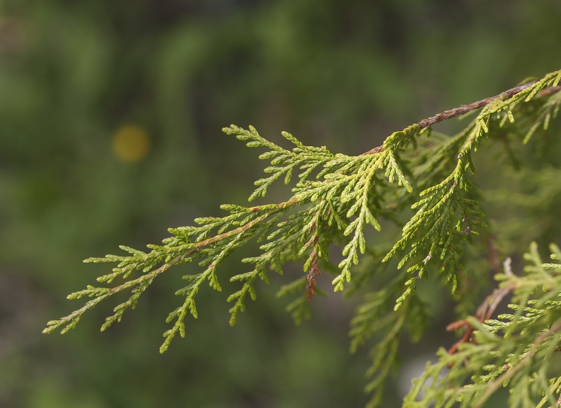 Juniperus_ramilla.jpg