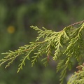 Juniperus ramilla