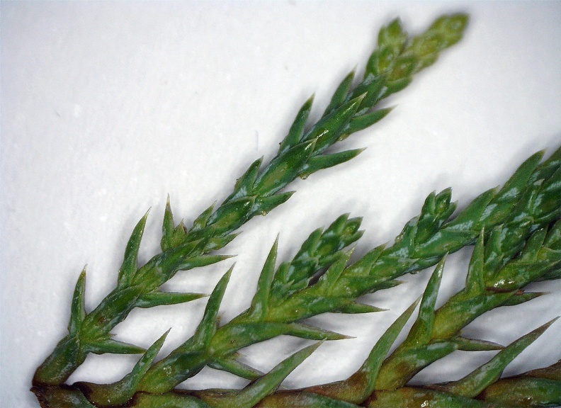 Juniperus horizontalis Tamariscifolia ramilla no ramificada