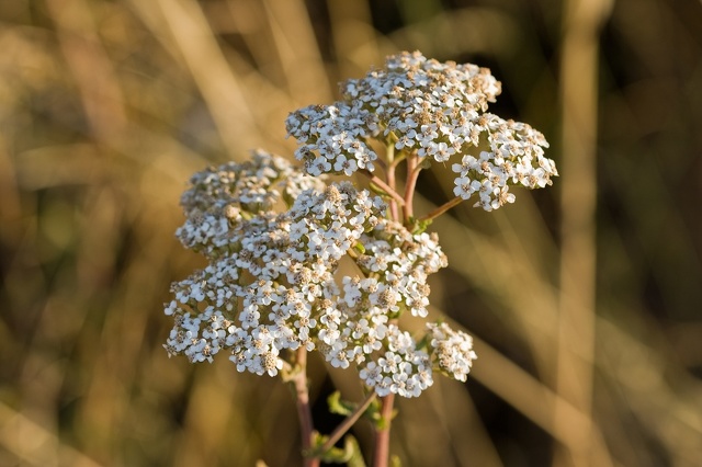 Achillea millefolium flores