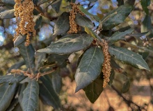 Amentos Quercus