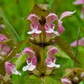 Lamium_detalle.jpg