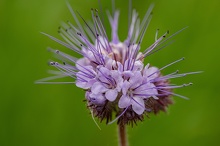 Phacelia flor