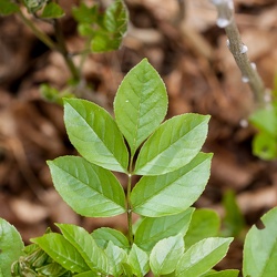 A - Fraxinus excelsior