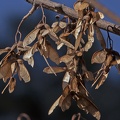 Acer pseudoplatanus frutos