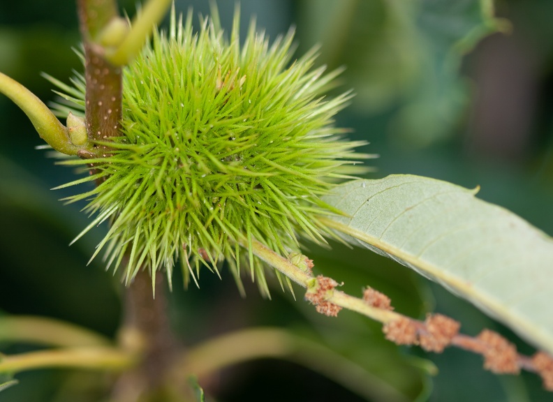 Castanea sativa fruto espinoso