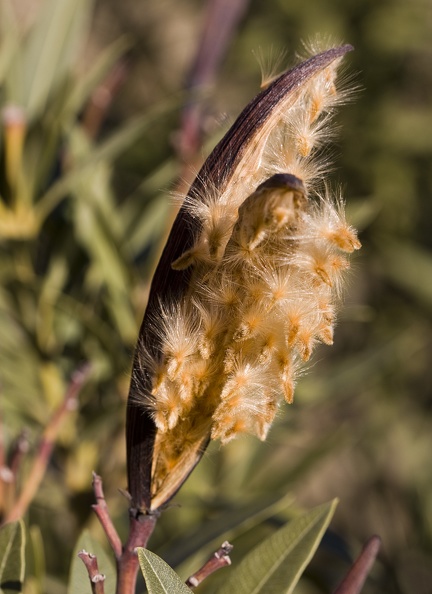 Nerium_oleander_fruto.jpg