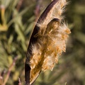 Nerium_oleander_fruto.jpg