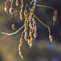 Styphnolobium japonicum frutos detalle