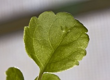 Plectranthus_australis_hoja