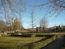 Liquidambar arbol sin hojas