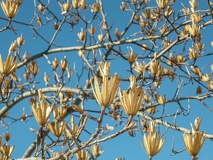 Liriodendron sin hojas