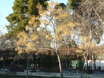 Melia_azedarach_sin_hojas